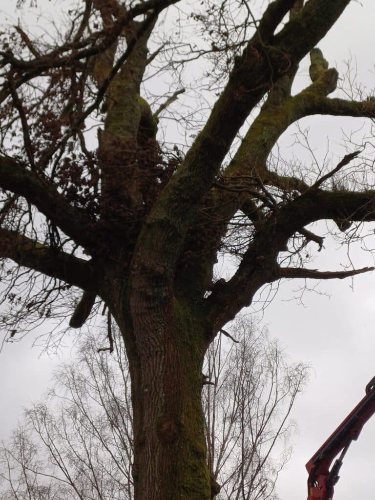 Abattage par demontage dun gros sujet suite au passage de la tempete avec nacelle arraignee 1 - Quimper Concarneau