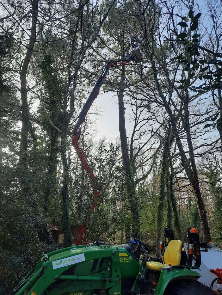 Elagage Abattage Demontage darbre 2 1 - Quimper Concarneau