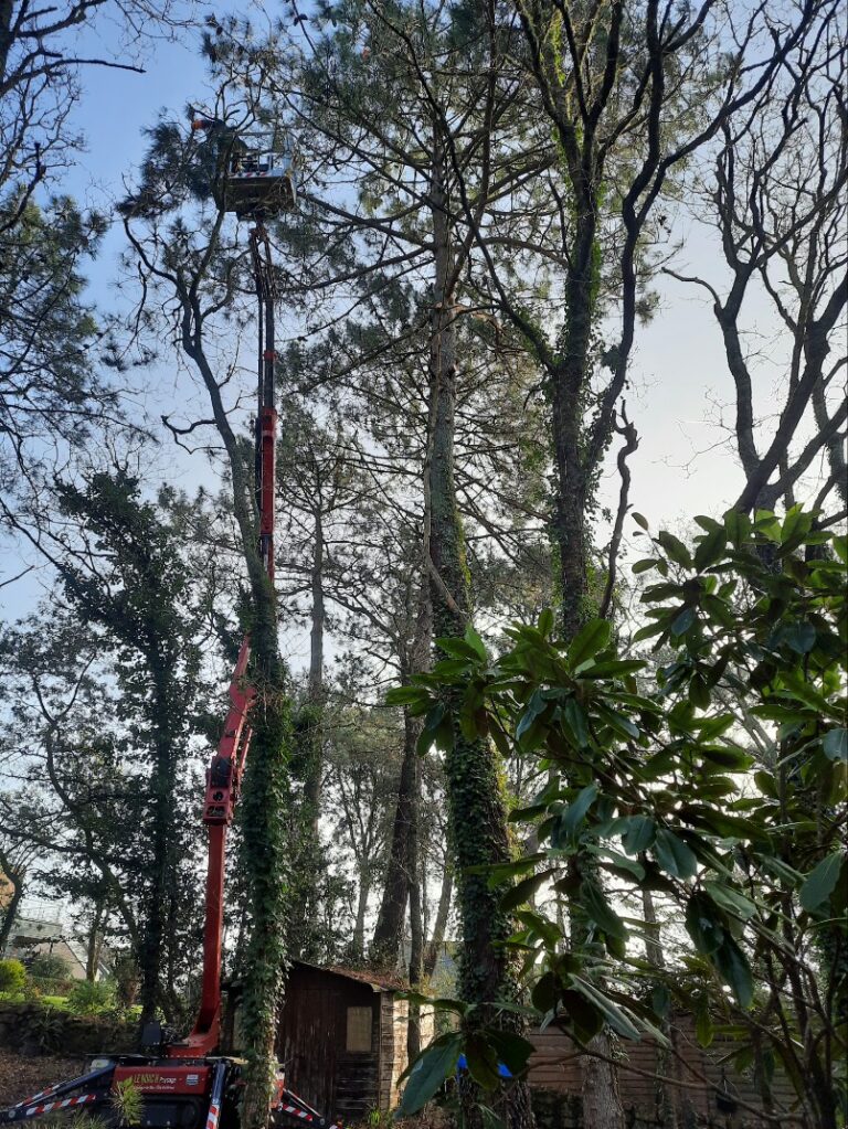 Élagage, Abattage, Démontage d’arbre 3