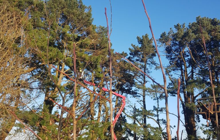Élagage, Abattage, Démontage d’arbre