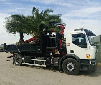 SARL LE NOACH PAYSAGE QUIMPER Grosses plantations en vue 1 1554340323359603 - Quimper Concarneau SARL LE NOACH PAYSAGE QUIMPER Grosses plantations en vue 1 1554340323359603 - Quimper Concarneau